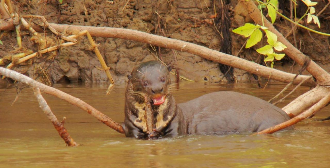 Pantanal Jungle Lodge Passo do Lontra Экстерьер фото