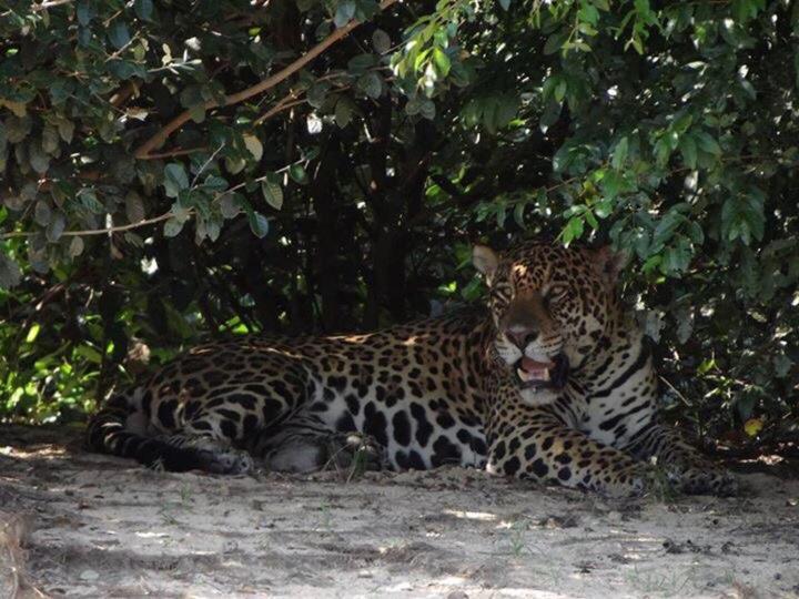 Pantanal Jungle Lodge Passo do Lontra Экстерьер фото