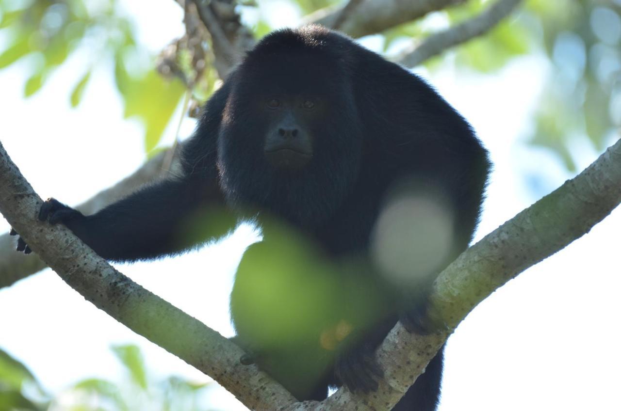 Pantanal Jungle Lodge Passo do Lontra Экстерьер фото
