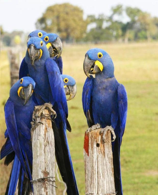 Pantanal Jungle Lodge Passo do Lontra Экстерьер фото